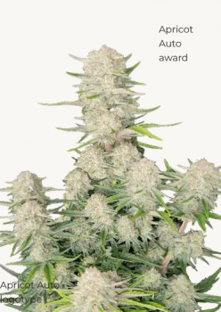 Samen 3x Apricot Automatik Fast Buds
